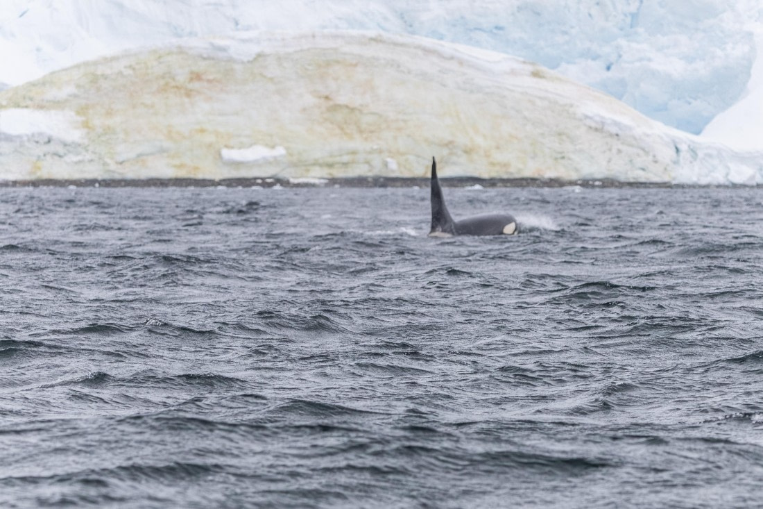 HDS30-26, Day 6, 5D5A0921 © Koen Jongerling - Oceanwide Expeditions.jpg