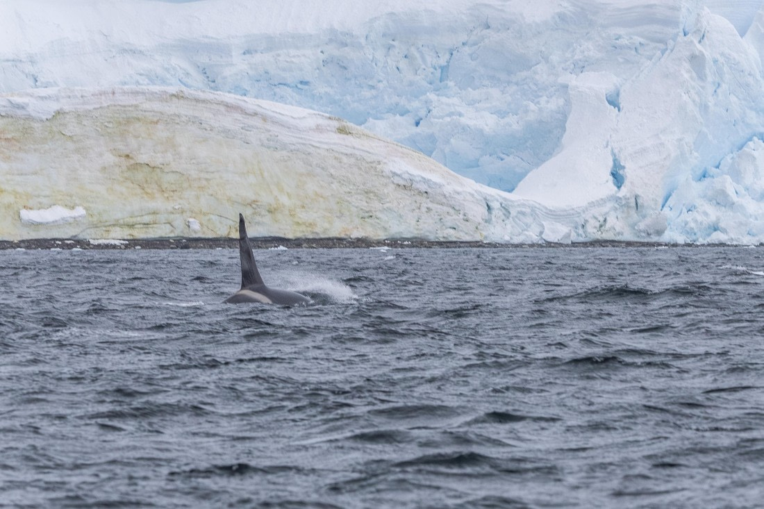 HDS30-26, Day 6, 5D5A0922 © Koen Jongerling - Oceanwide Expeditions.jpg