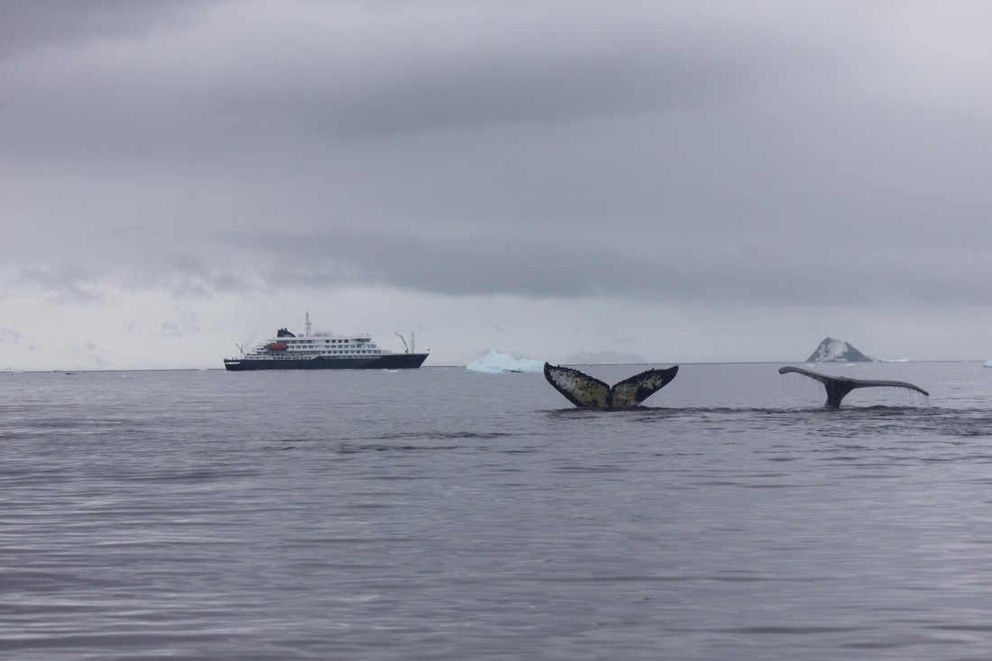 HDS30-26, Day 6, 15Mar Lucas 1 © Lucas Ellerbroek - Oceanwide Expeditions.JPG