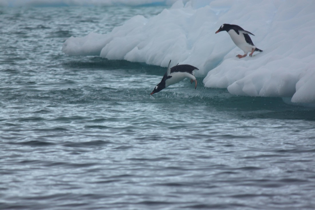 HDS30-26, Day 6, 15Mar Lucas 2 © Lucas Ellerbroek - Oceanwide Expeditions.JPG