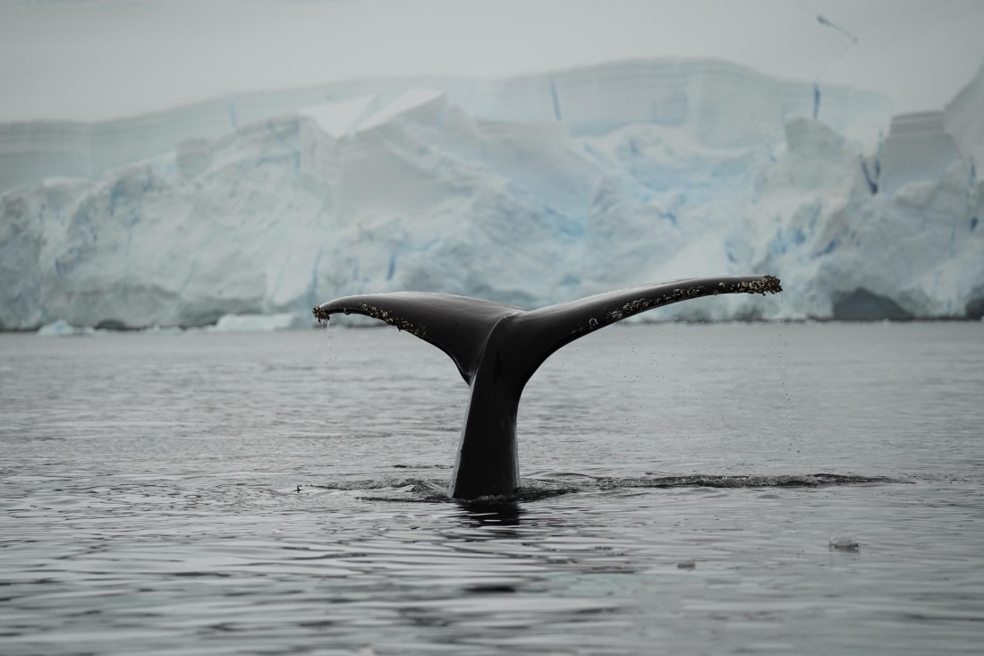 HDS30-26, Day 6, DSC06387 © Jessica Bakker - Oceanwide Expeditions.JPG