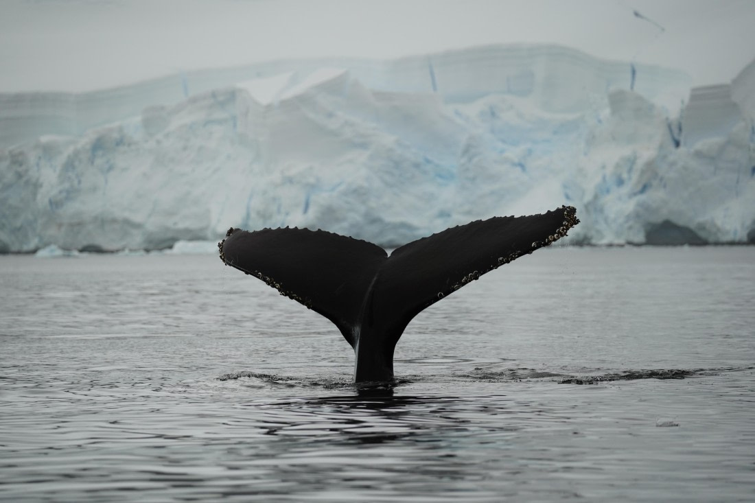 HDS30-26, Day 6, DSC06392 © Jessica Bakker - Oceanwide Expeditions.JPG