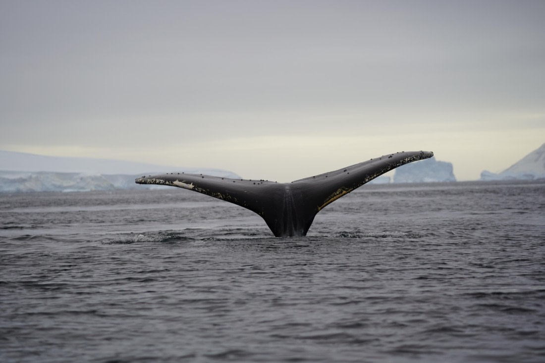 HDS30-26, Day 6, DSC06559 © Jessica Bakker - Oceanwide Expeditions.JPG