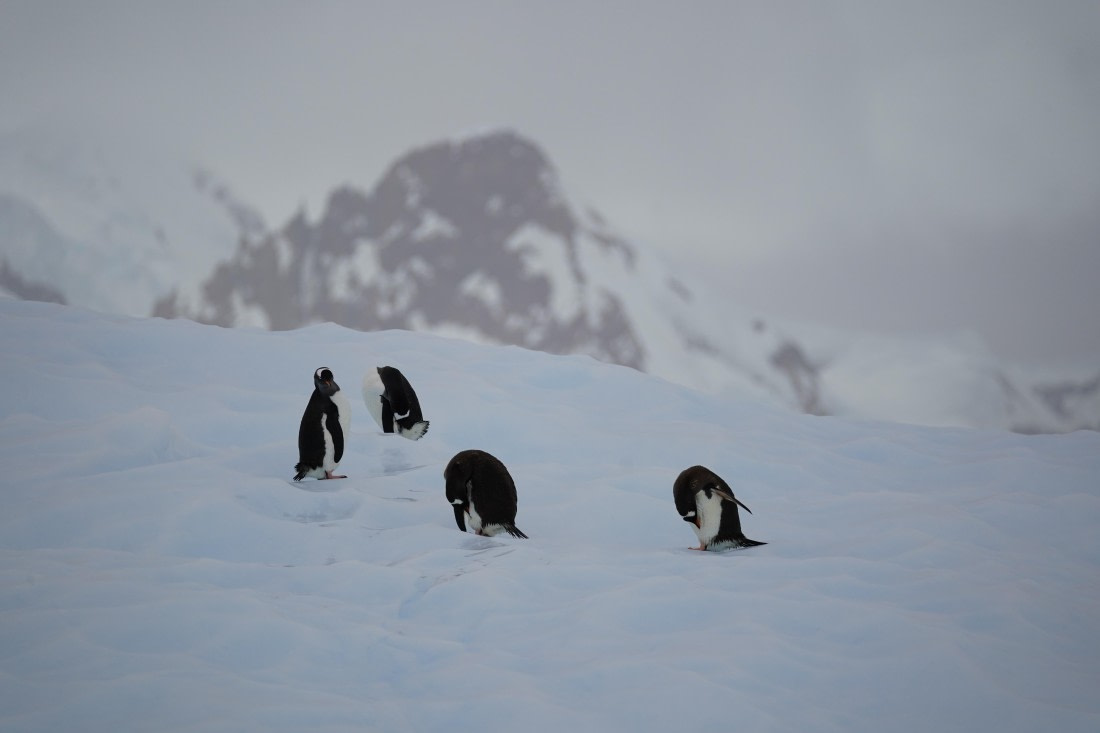 HDS30-26, Day 6, DSC06652 © Jessica Bakker - Oceanwide Expeditions.JPG