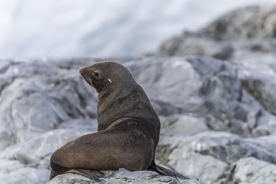 HDS30-26, Day 7, 5D5A0930 © Koen Jongerling - Oceanwide Expeditions.jpg