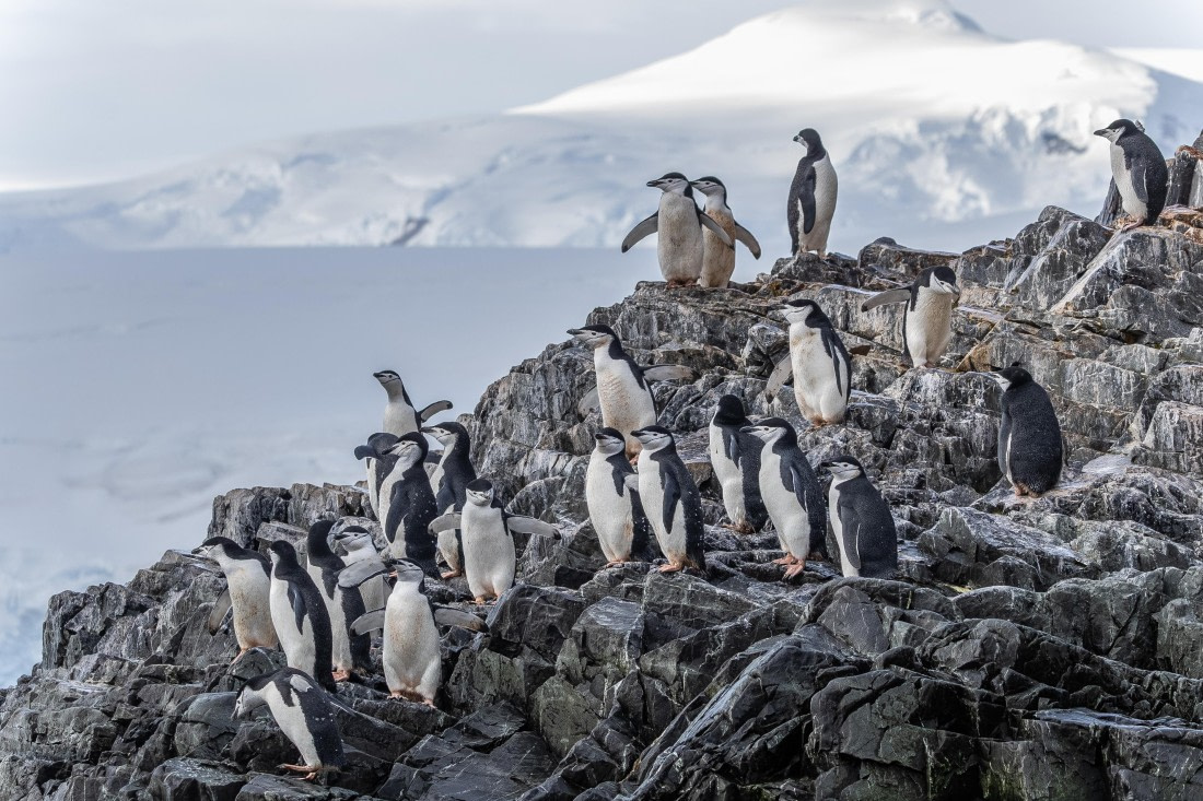 HDS30-26, Day 7, 5D5A0938 © Koen Jongerling - Oceanwide Expeditions.jpg