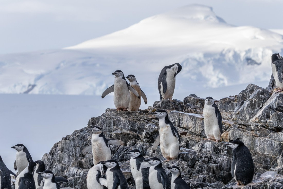 HDS30-26, Day 7, 5D5A0939 © Koen Jongerling - Oceanwide Expeditions.jpg