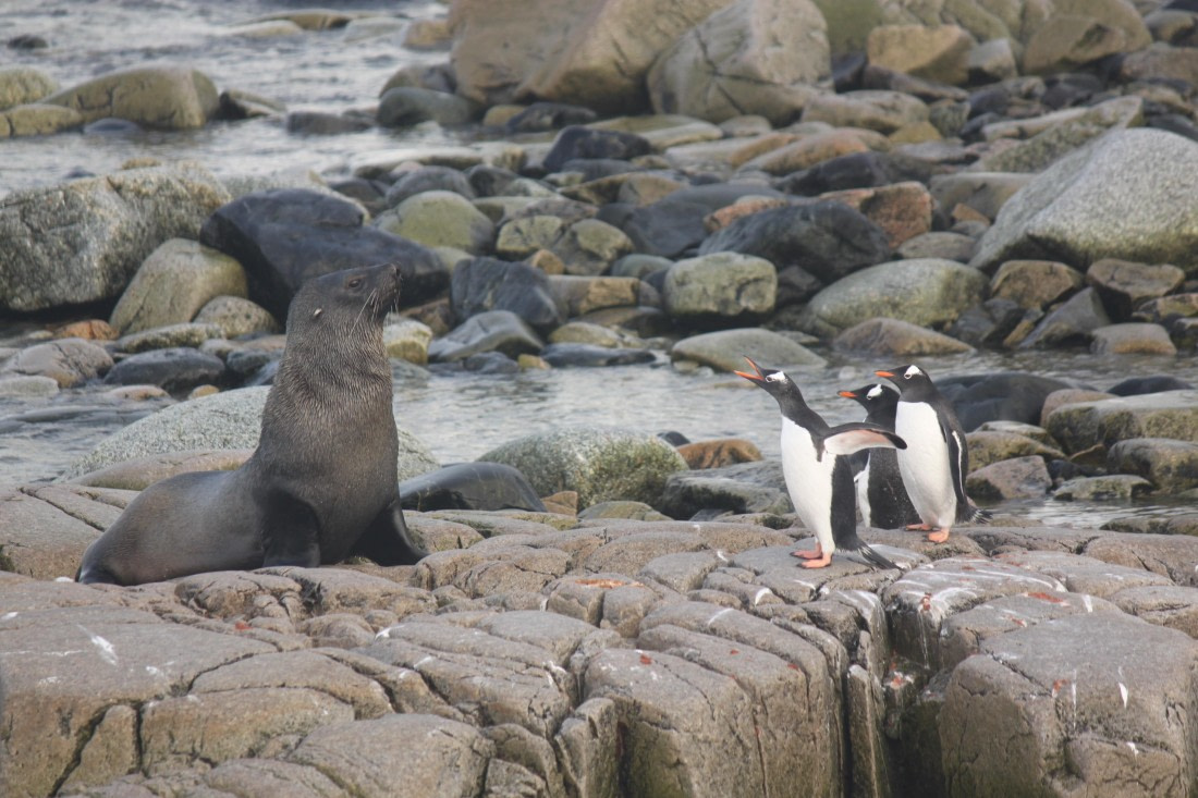 HDS30-26, Day 7, 16Mar Lucas 1 © Lucas Ellerbroek - Oceanwide Expeditions.JPG