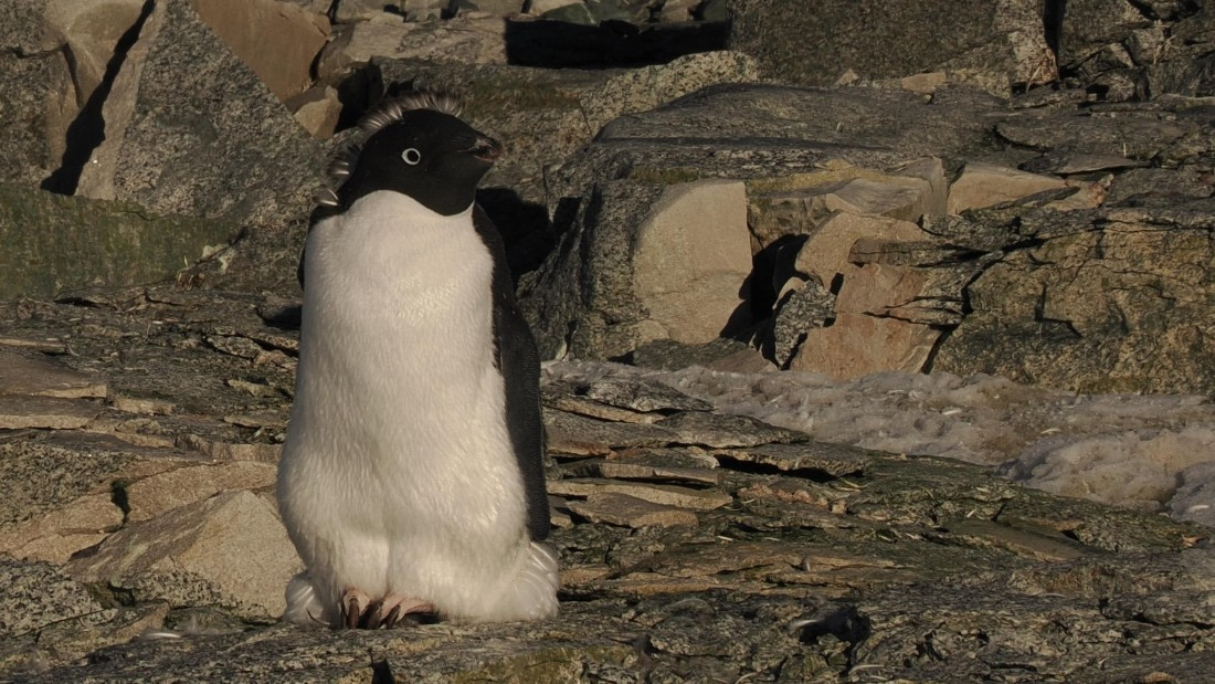 OTL30b26, Day 7, APMG9351.JPG © Andy Perkins - Oceanwide Expeditions.JPG