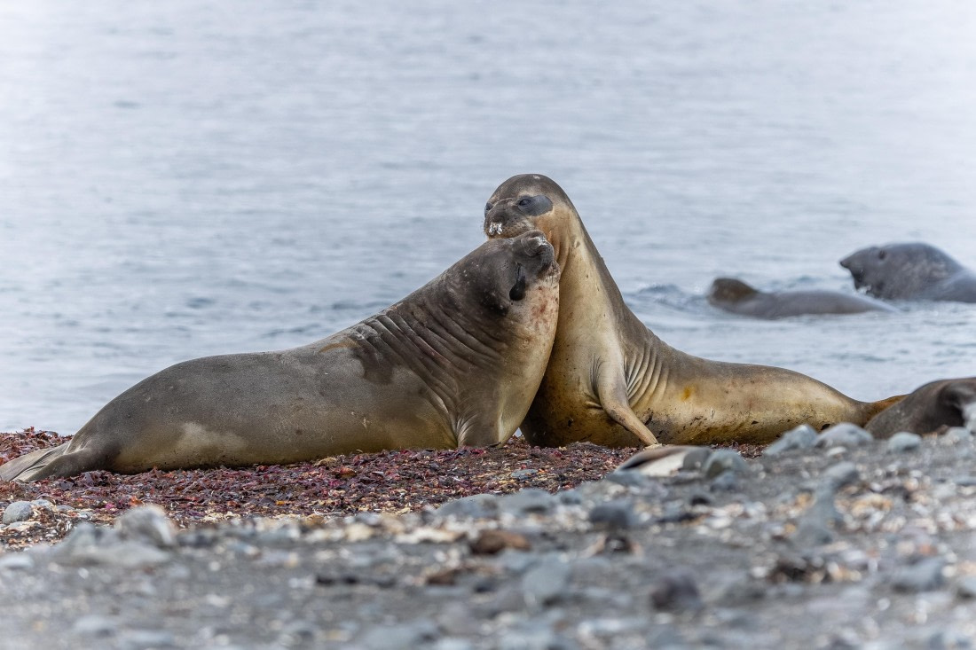 HDS30-26, Day 8, 5D5A0947 © Koen Jongerling - Oceanwide Expeditions.jpg