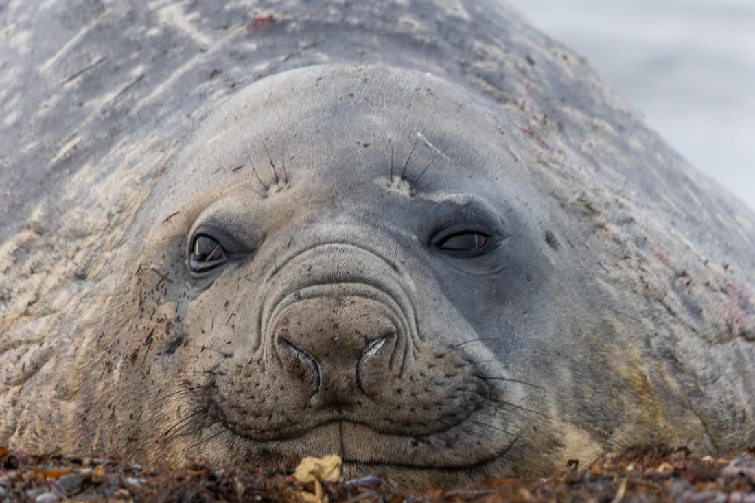 HDS30-26, Day 8, 5D5A0959 © Koen Jongerling - Oceanwide Expeditions.jpg