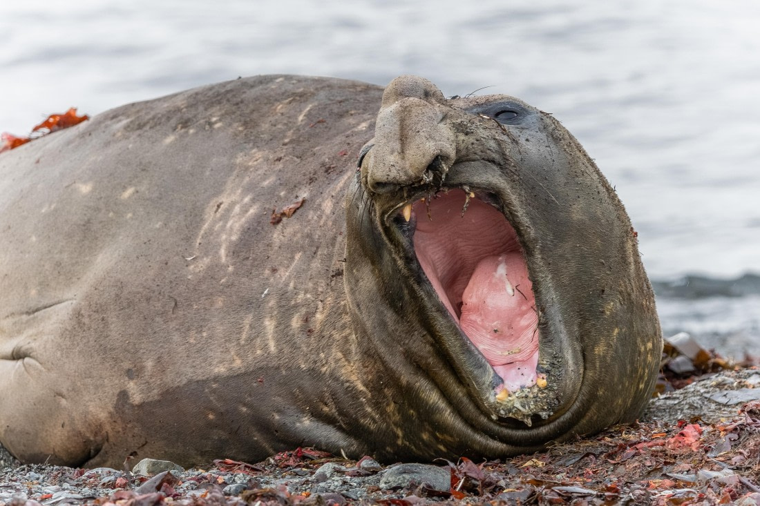 HDS30-26, Day 8, 5D5A0979 © Koen Jongerling - Oceanwide Expeditions.jpg