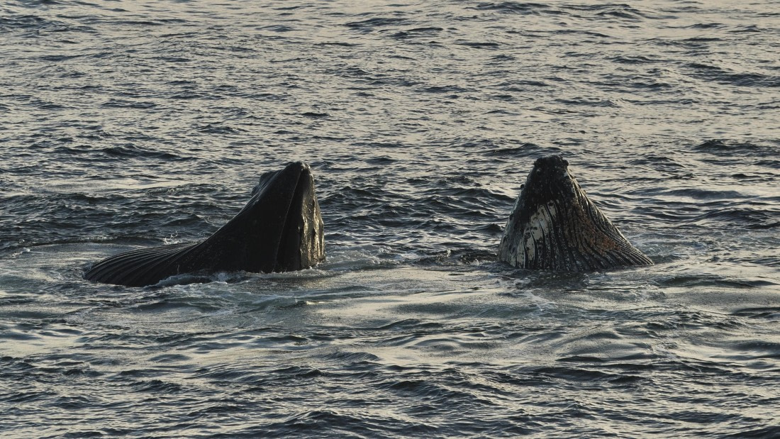 OTL30b26, Day 7, APMG9417.JPG © Andy Perkins - Oceanwide Expeditions.JPG