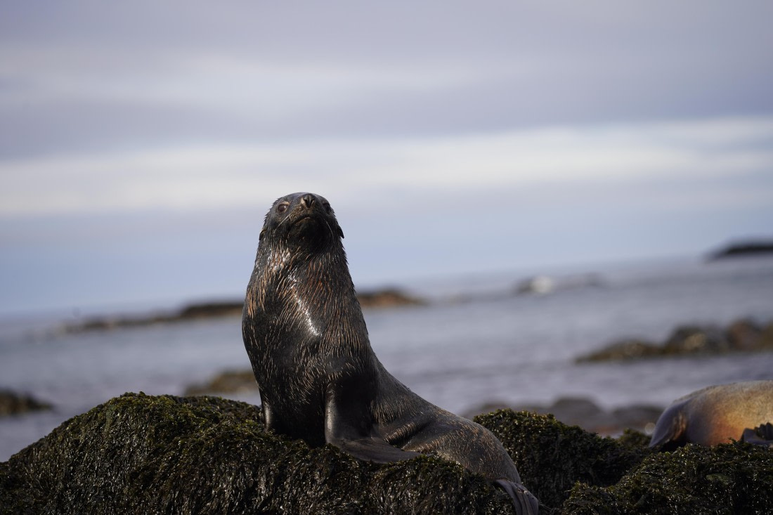 HDS30-26, Day 8, DSC07693 © Jessica Bakker - Oceanwide Expeditions.JPG