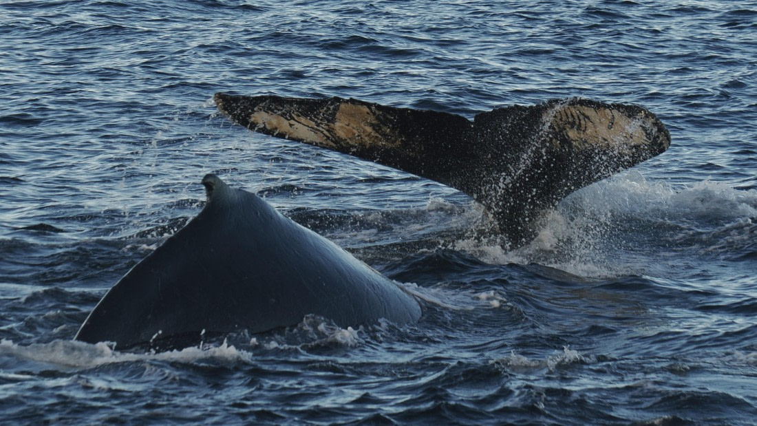 OTL30b26, Day 7, APMG9462.JPG © Andy Perkins - Oceanwide Expeditions.JPG