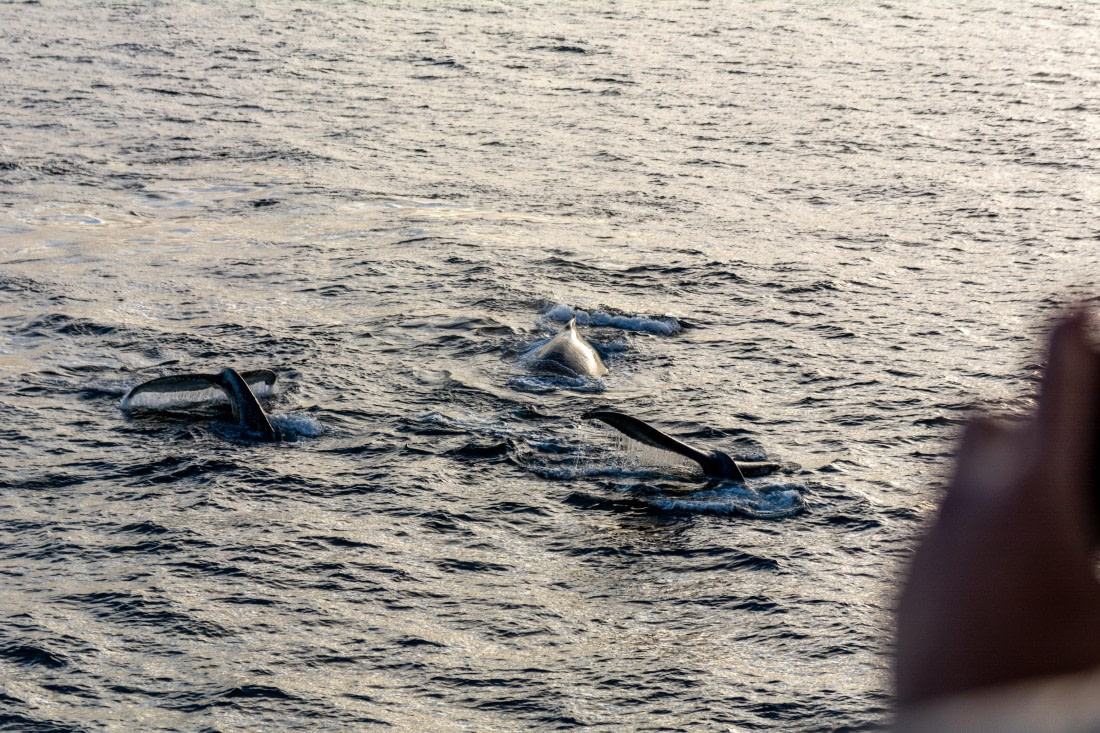 OTL30b26, Day 7, Marco (31).jpg © Marco Rosso - Oceanwide Expeditions.jpg