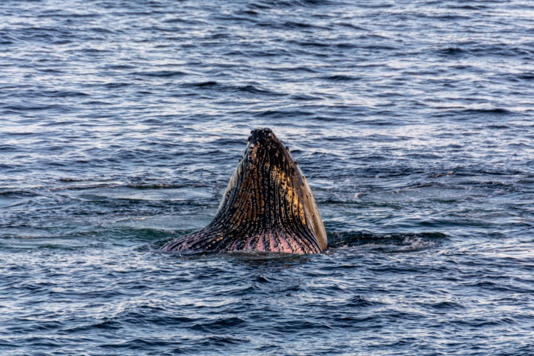 OTL30b26, Day 7, Marco (35).jpg © Marco Rosso - Oceanwide Expeditions.jpg