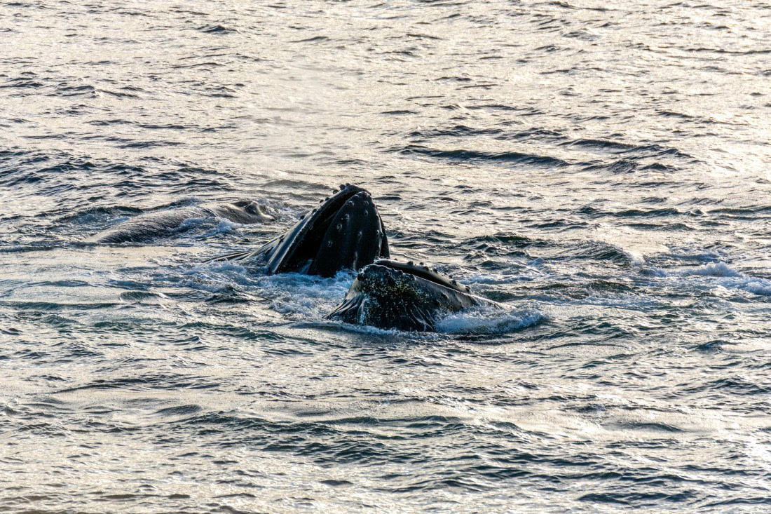 OTL30b26, Day 7, Marco (36).jpg © Marco Rosso - Oceanwide Expeditions.jpg