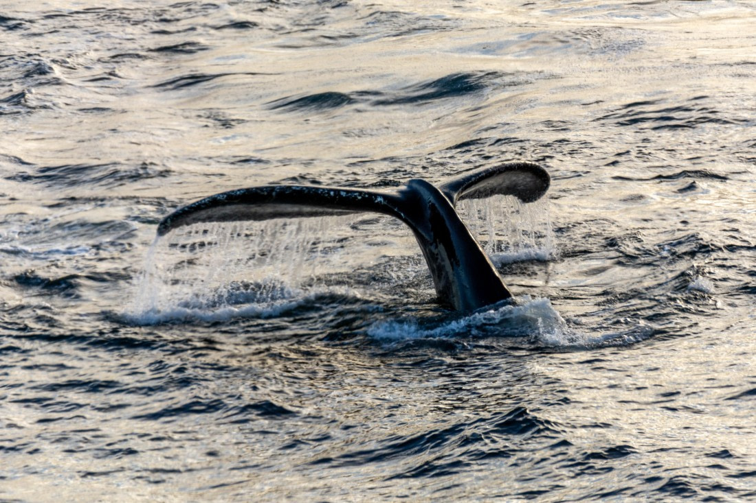 OTL30b26, Day 7, Marco (37).jpg © Marco Rosso - Oceanwide Expeditions.jpg