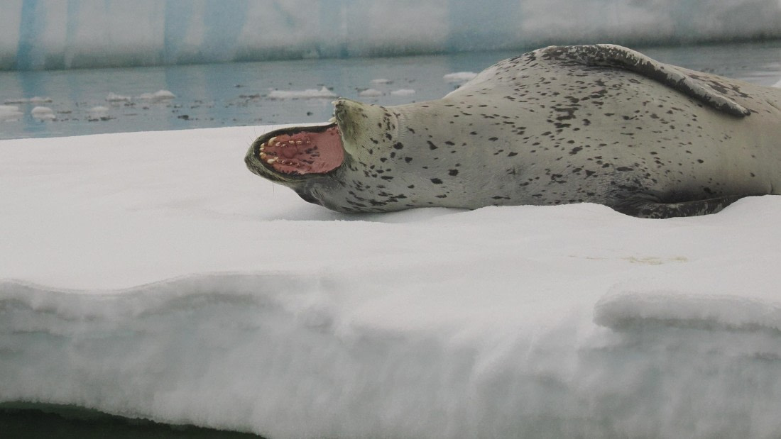 OTL30b26, Day 8, APMG9516.JPG © Andy Perkins - Oceanwide Expeditions.JPG