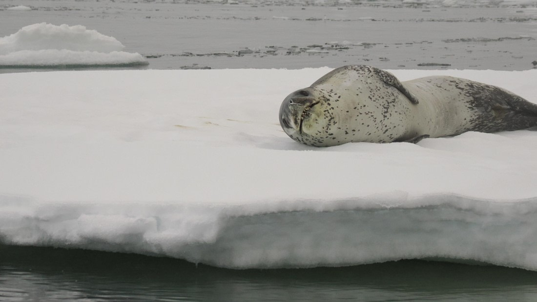 OTL30b26, Day 8, APMG9523.JPG © Andy Perkins - Oceanwide Expeditions.JPG