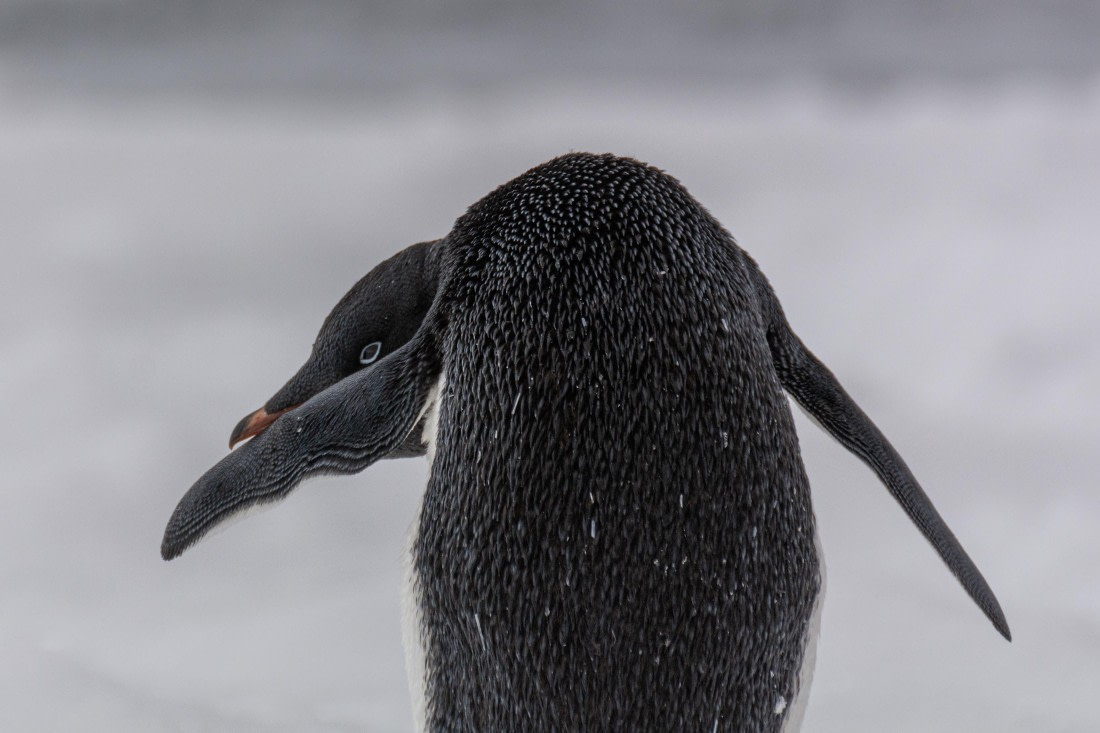 OTL30b26, Day 8, Marco (38).jpg © Marco Rosso - Oceanwide Expeditions.jpg