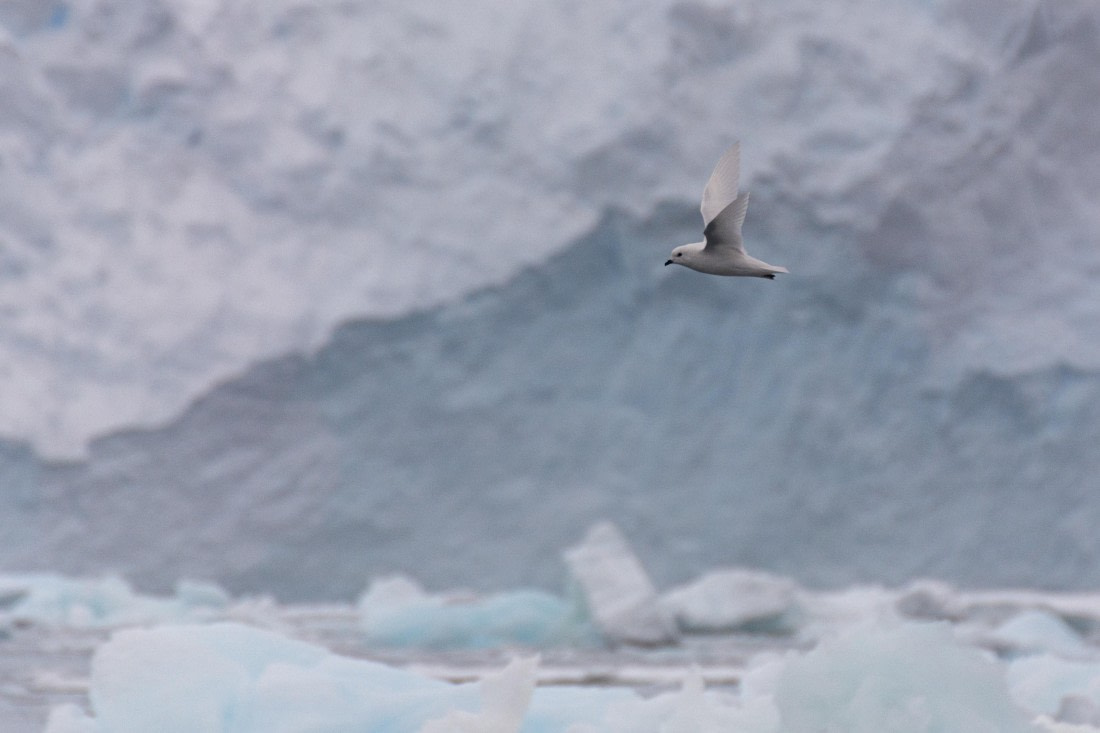 OTL30b26, Day 8, Marco (39).jpg © Marco Rosso - Oceanwide Expeditions.jpg