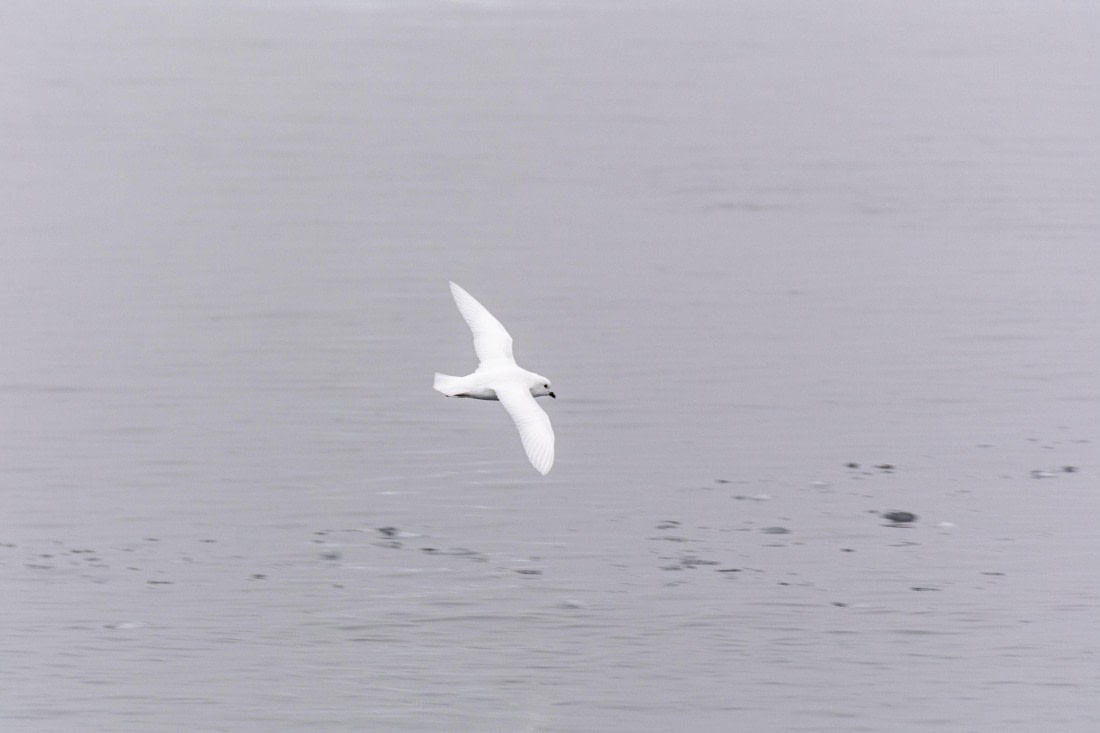 OTL30b26, Day 8, Marco (40).jpg © Marco Rosso - Oceanwide Expeditions.jpg