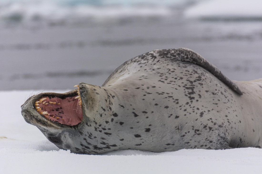 OTL30b26, Day 8, Marco (43).jpg © Marco Rosso - Oceanwide Expeditions.jpg