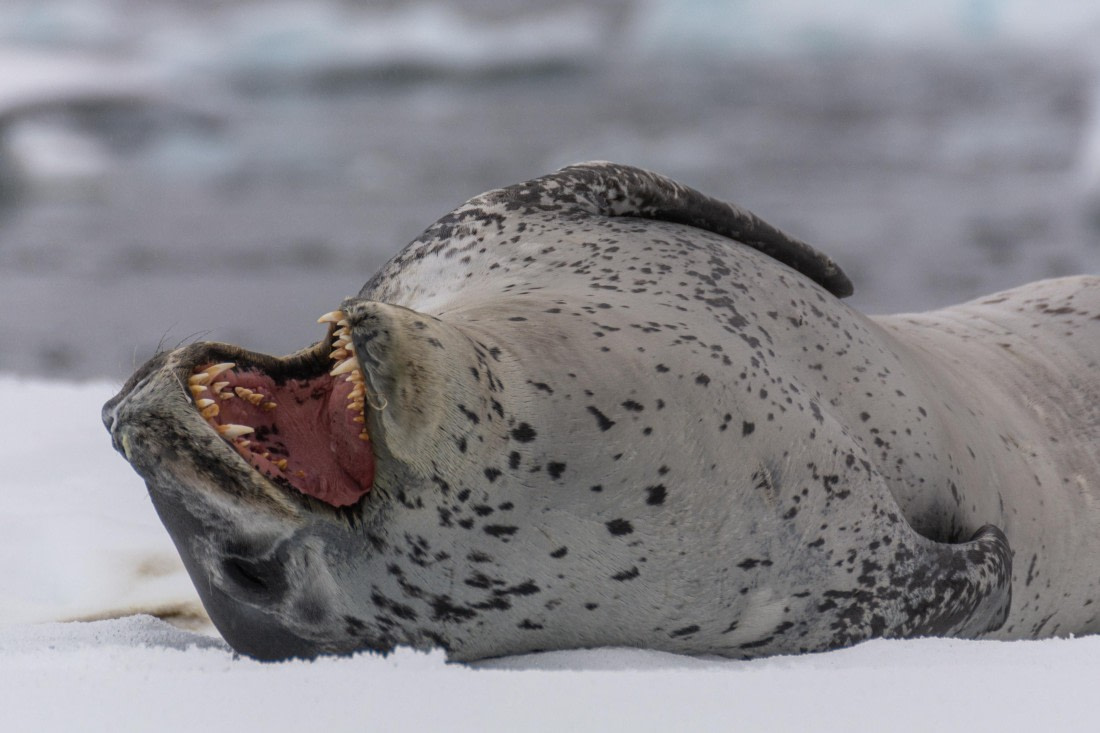 OTL30b26, Day 8, Marco (44).jpg © Marco Rosso - Oceanwide Expeditions.jpg
