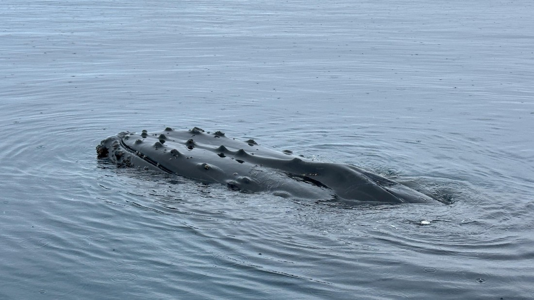 OTL30b26, Day 11, IMG_9735.jpeg © Allan White - Oceanwide Expeditions.jpeg