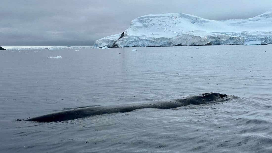 OTL30b26, Day 11, IMG_9743.jpeg © Allan White - Oceanwide Expeditions.jpeg