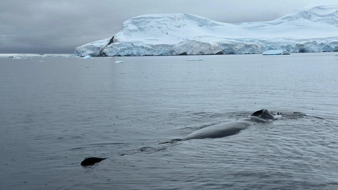 OTL30b26, Day 11, IMG_9748.jpeg © Allan White - Oceanwide Expeditions.jpeg