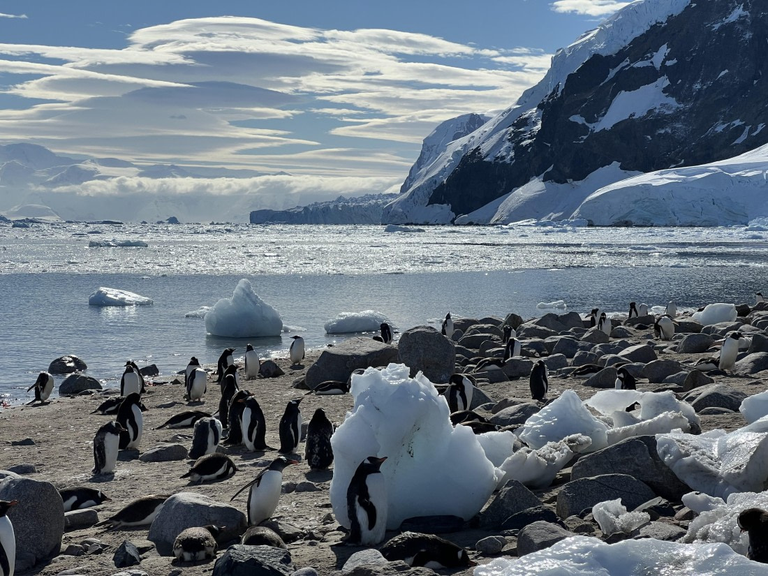 Penguin is hiding beside a piece of iceberg to protect from heat
