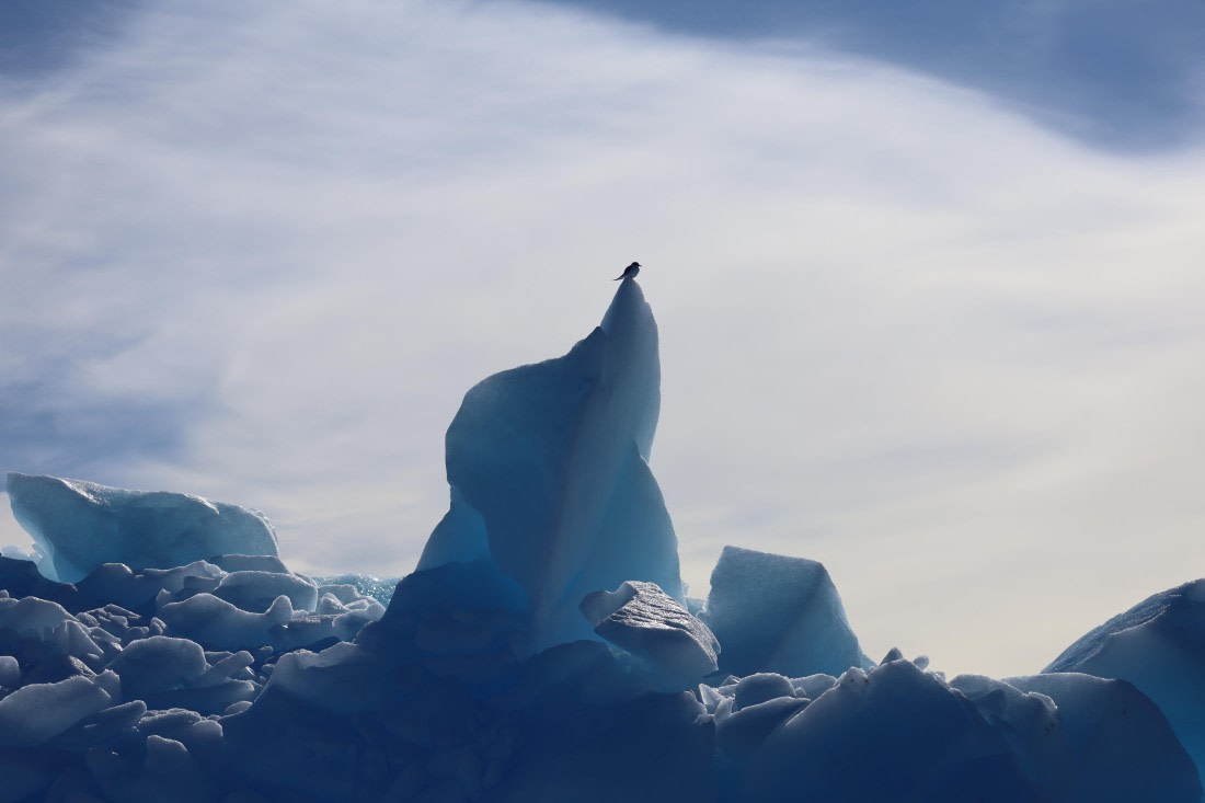 seabird on glacier