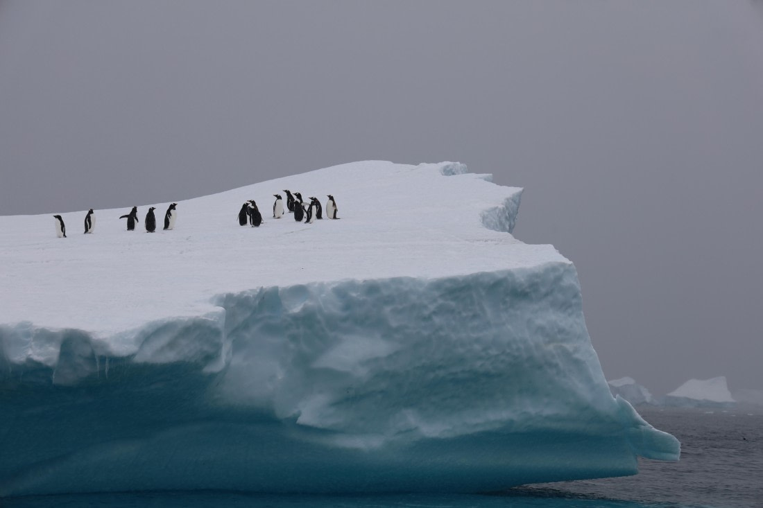penguins on glacier