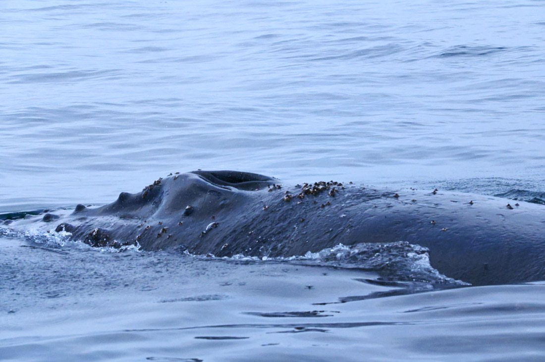 HDS31-26, Day 7, SAS_7789 © Saskia van der Meij - Oceanwide Expeditions.JPG