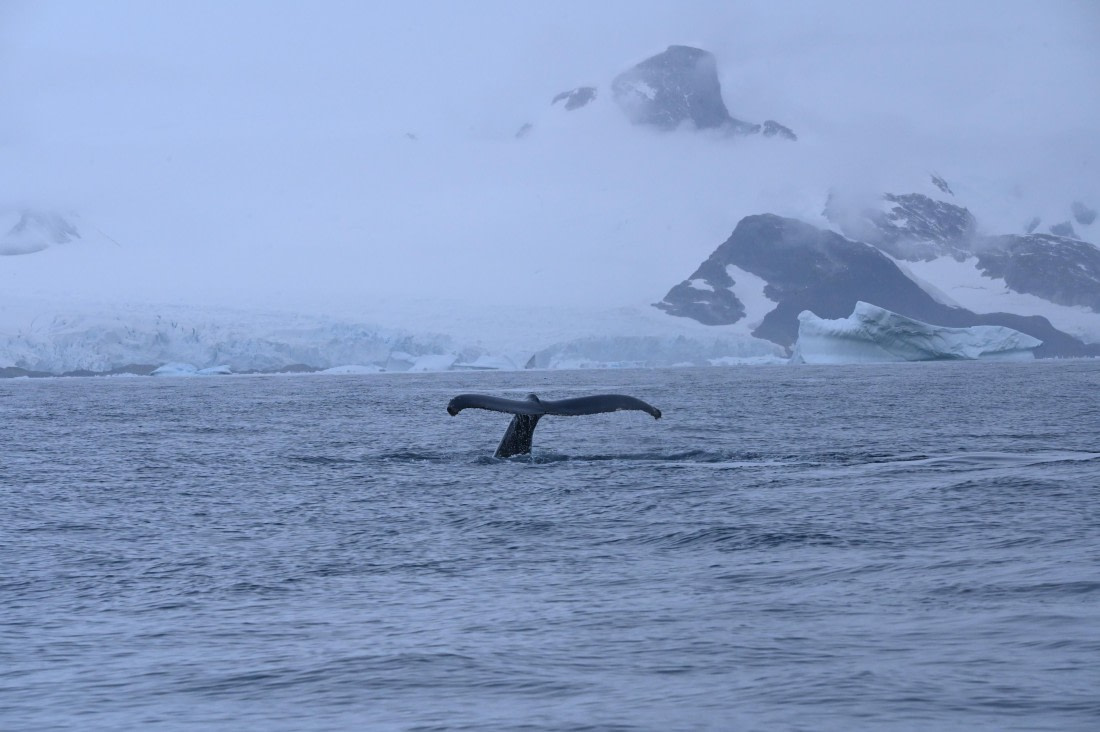 HDS31-26, Day 7, SAS_7768 © Saskia van der Meij - Oceanwide Expeditions.JPG