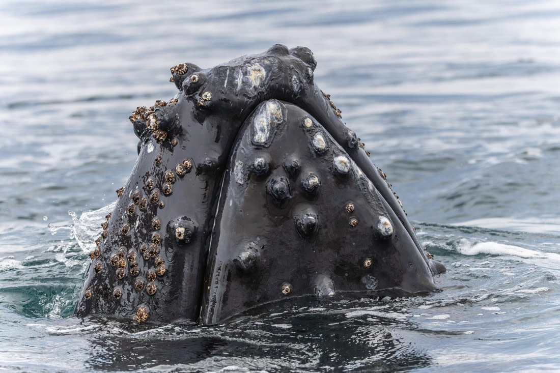 HDS31-26, Day 8, 5D5A1232 © Koen Jongerling - Oceanwide Expeditions.jpg