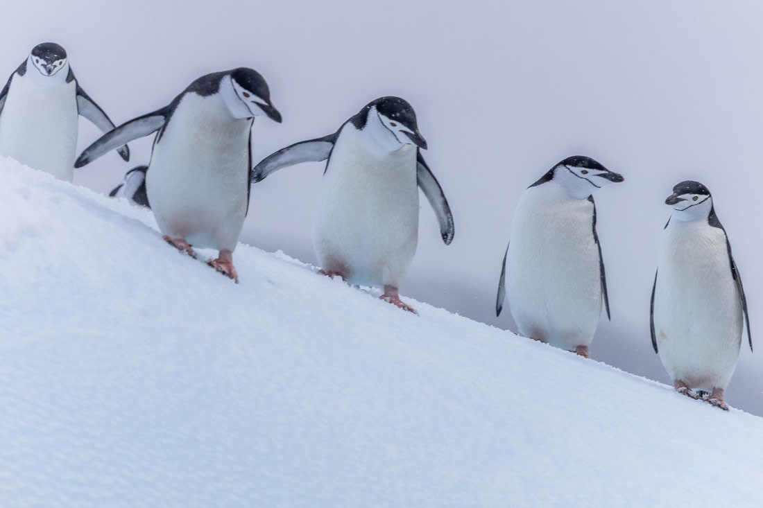 HDS31-26, Day 8, 5D5A1246 © Koen Jongerling - Oceanwide Expeditions.jpg