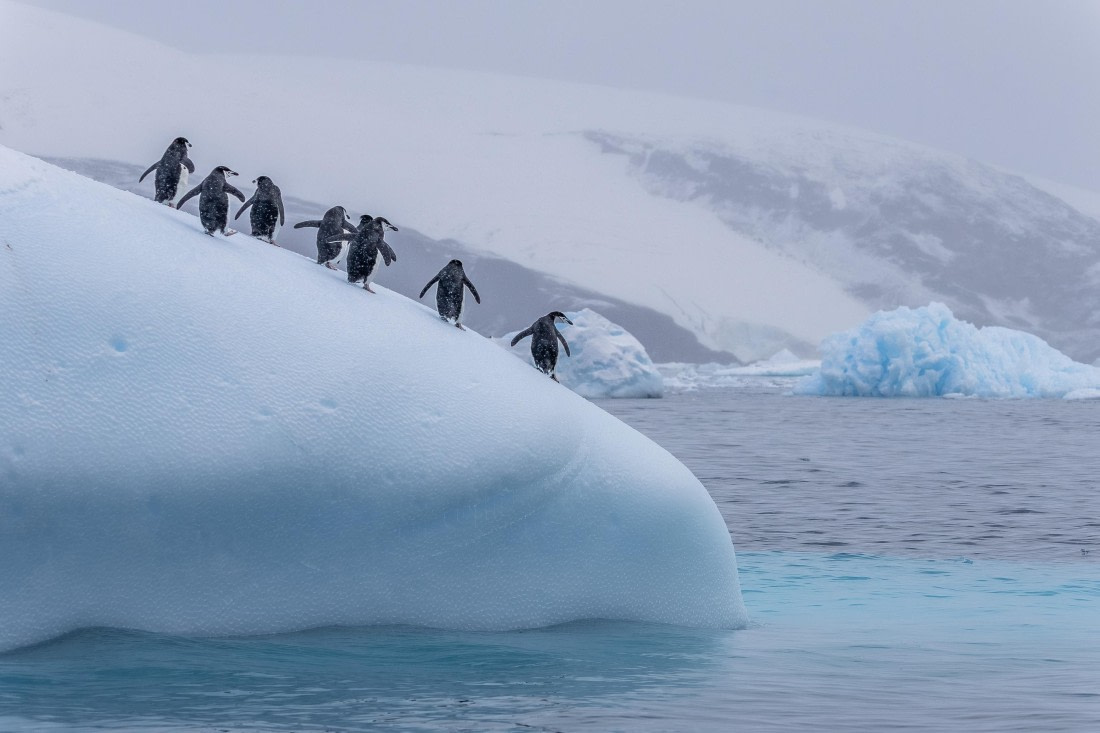 HDS31-26, Day 8, 5D5A1247 © Koen Jongerling - Oceanwide Expeditions.jpg