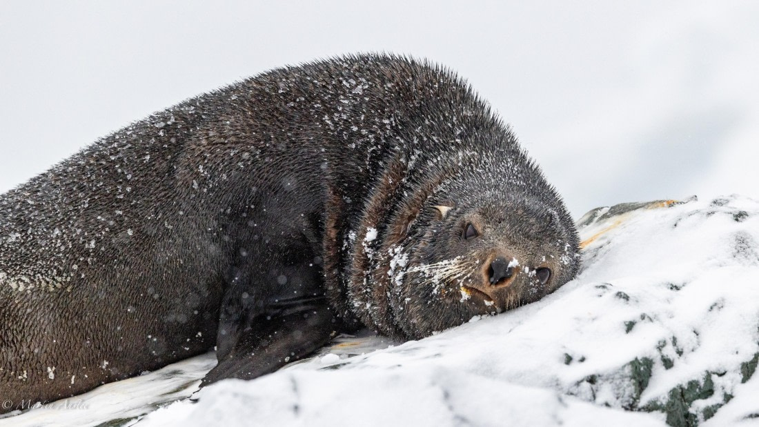 HDS31-26, Day 8, Martin (2) © Martin Anstee - Oceanwide Expeditions.jpg