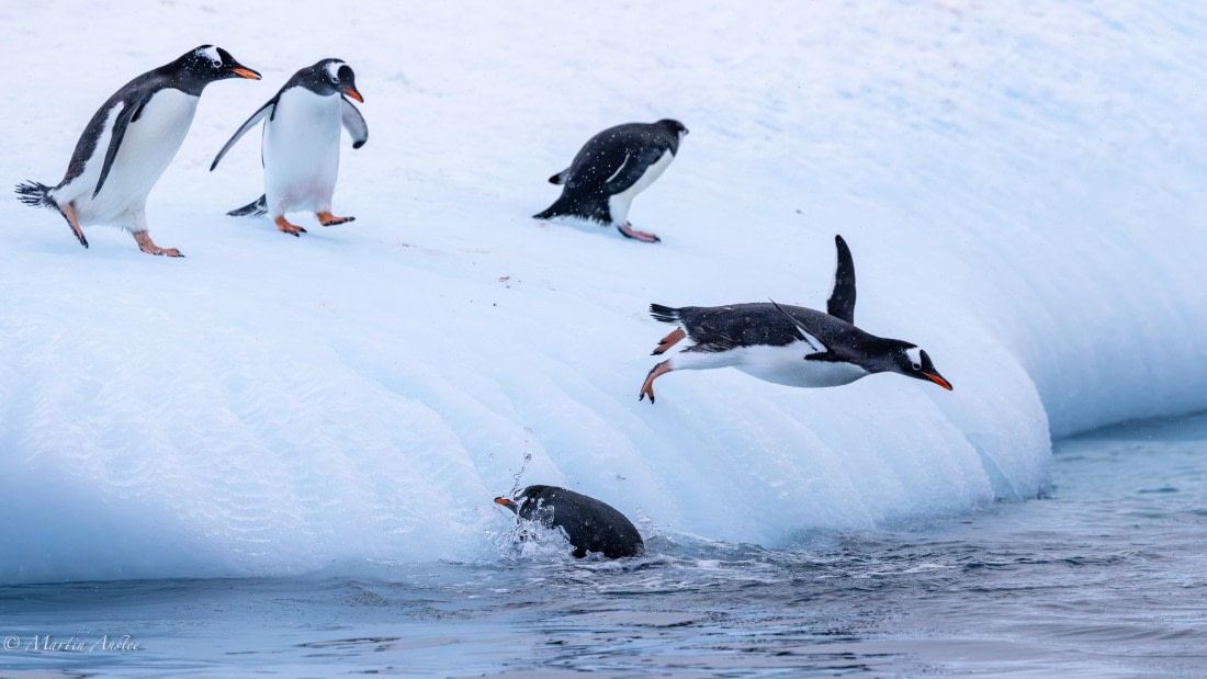 HDS31-26, Day 8, Martin (9) © Martin Anstee - Oceanwide Expeditions.jpg