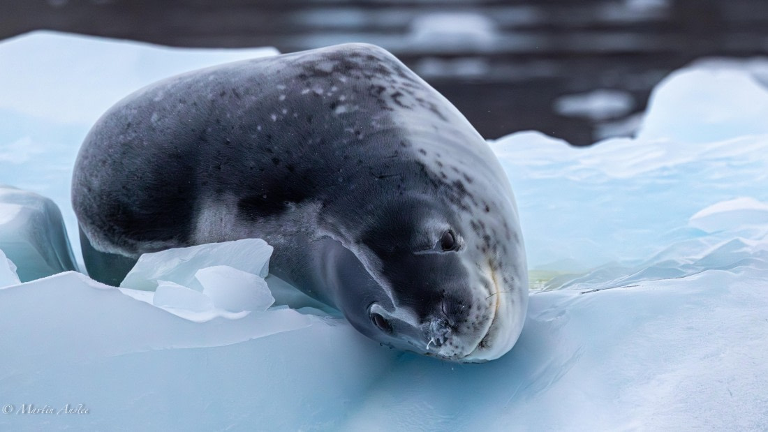 HDS31-26, Day 8, Martin (16) © Martin Anstee - Oceanwide Expeditions.jpg