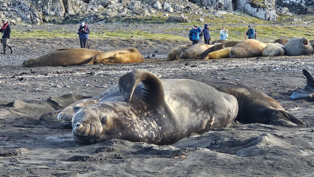 HDS31-26, Day 9, Sassi - 28MAR - Elephant Point 5 © Saskia van der Meij - Oceanwide Expeditions.jpg