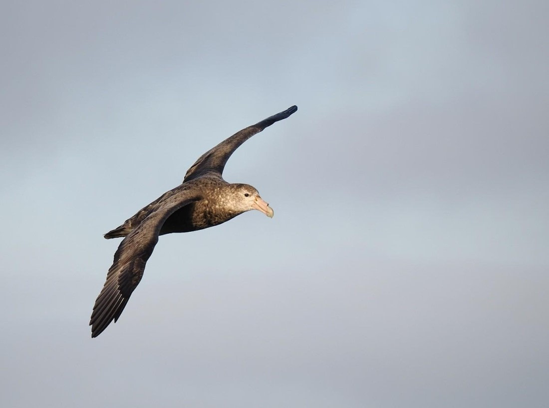 HDS31-26, Day 10, Bird © Unknown photographer - Oceanwide Expeditions.jpg