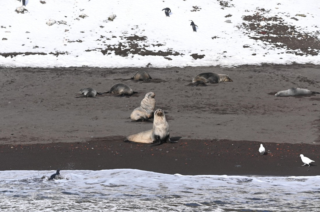 HDS31-26, Day 9, Sassi - 28MAR - Whalers 7 © Saskia van der Meij - Oceanwide Expeditions.JPG