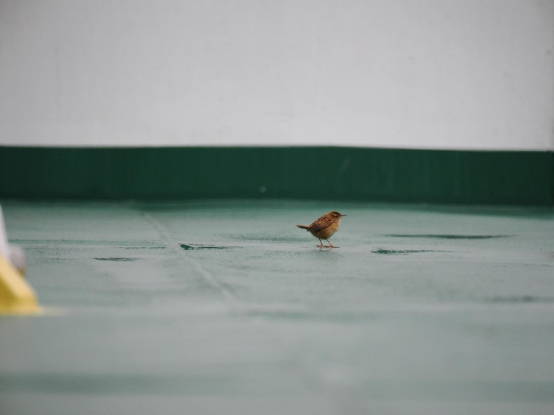 HDS31-26, Day 1, P3210034 © Unknown photographer - Oceanwide Expeditions.JPG