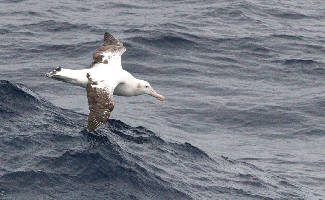 HDS31-26, Day 2, IMG_3386 © Unknown photographer - Oceanwide Expeditions.JPG