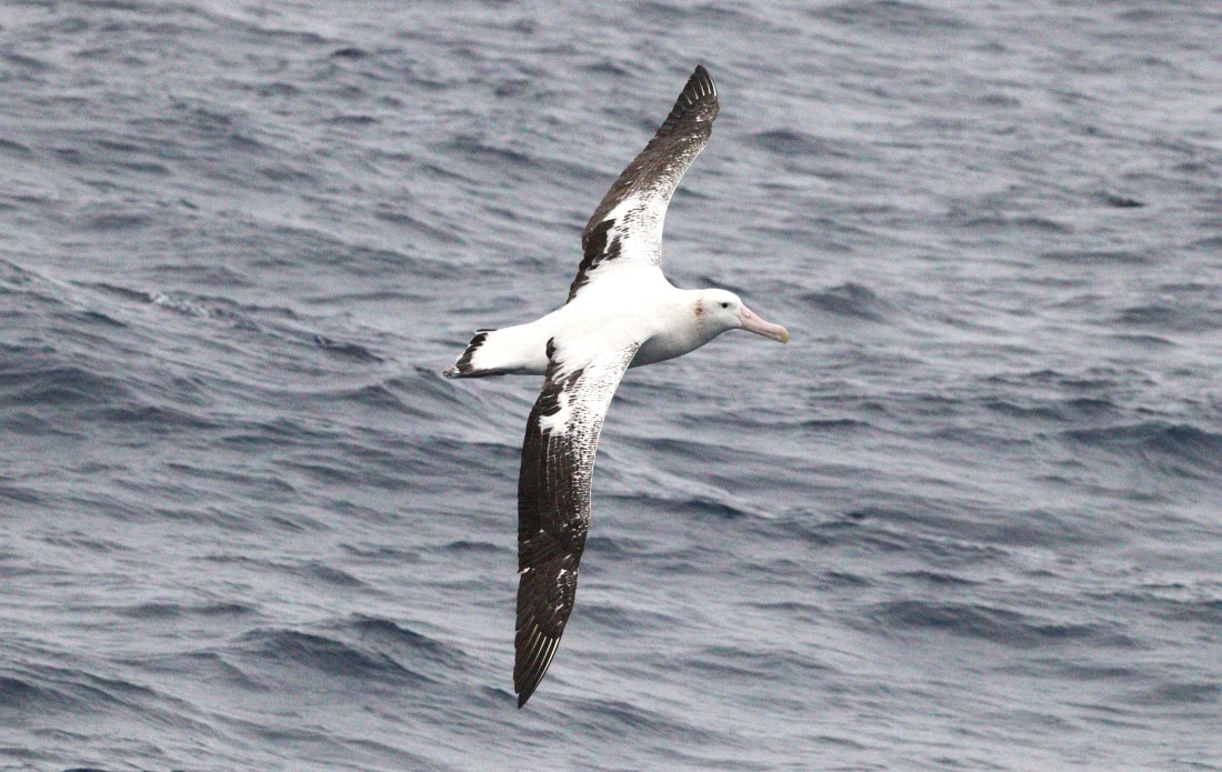 HDS31-26, Day 2, IMG_3390 © Unknown photographer - Oceanwide Expeditions.JPG